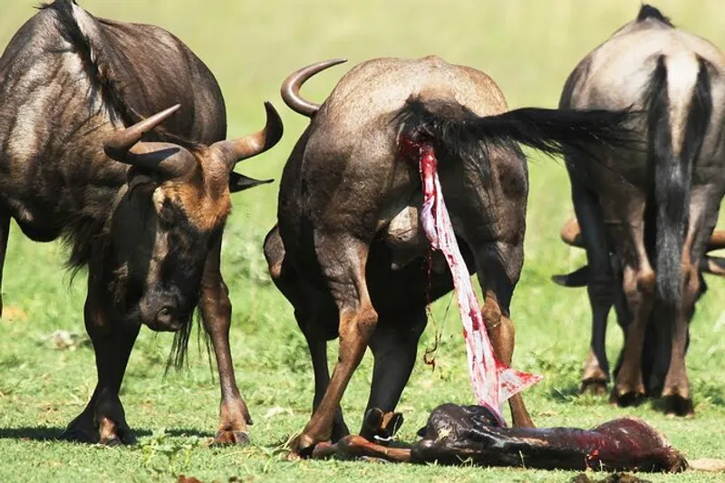 5-DAY WILDEBEEST MIGRATION CALVING IN NDUTU DEC TO APRIL