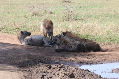 7-Day Serengeti Great Migration Safari-Calvin season - African Tanzanite Safari - Safarigo