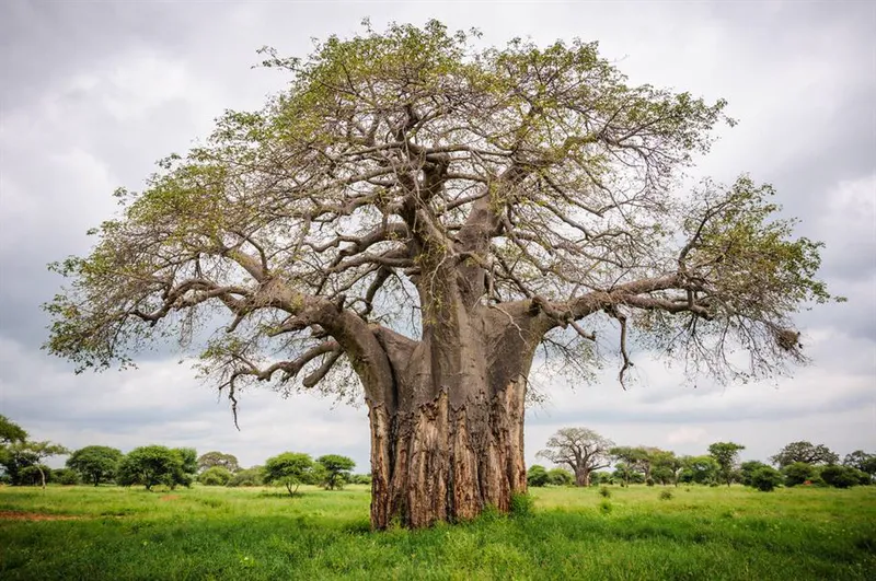 5-Day Northern Tanzania Highlights – Mid-Range