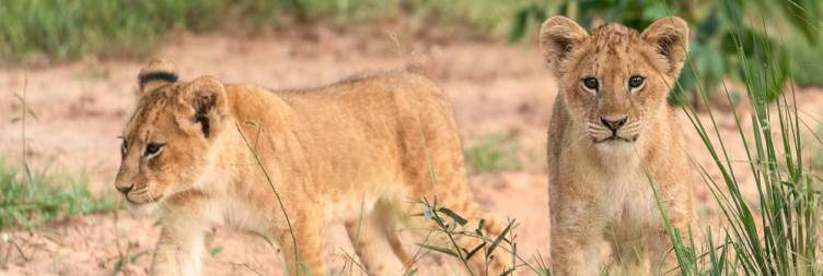 5 Day Murchisonfalls and Queen Elizabeth National Park