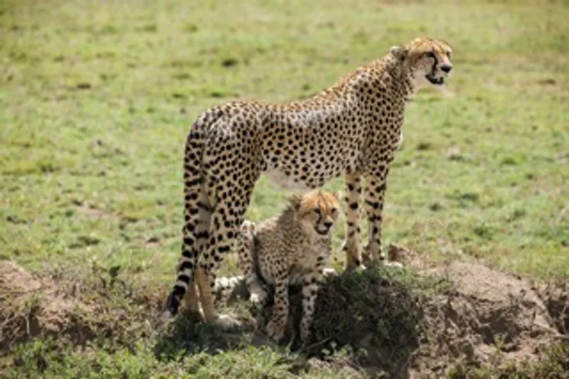 10-Days African Culture & Nature Experience.