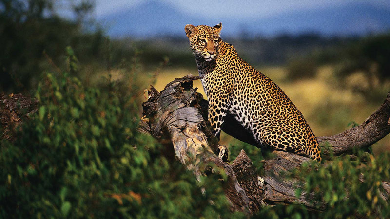11-tägige Tour nach Amboseli, Naivasha-See, Masai Mara, Nakuru-See, Bogoria-See, Samburu