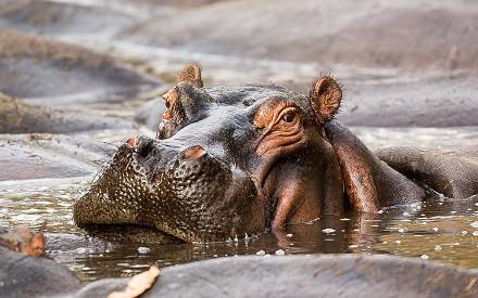 7-Day Luxury Safari to Amazing Four National Park
