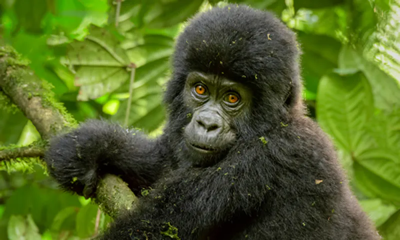 5 days climax Gorilla safari and game drive