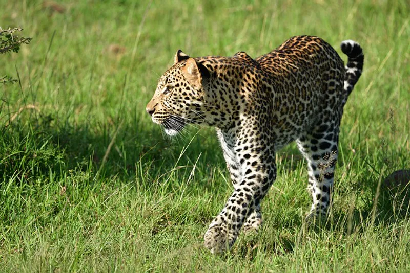 5-Day Masai Mara, Lake Nakuru and Lake Naivasha Safari