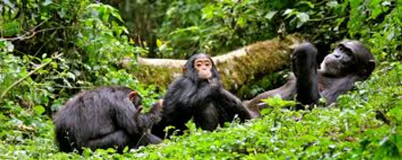 3-Days Nyungwe National Park Safari