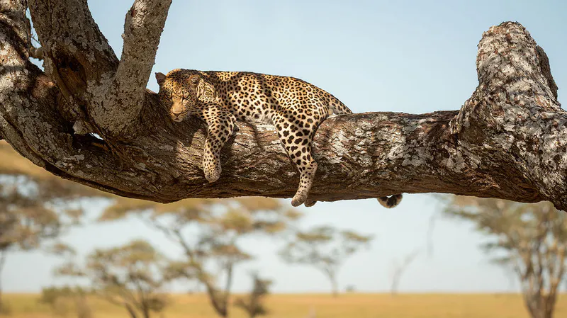 6 Day Luxury Highlights of Tanzania Safari