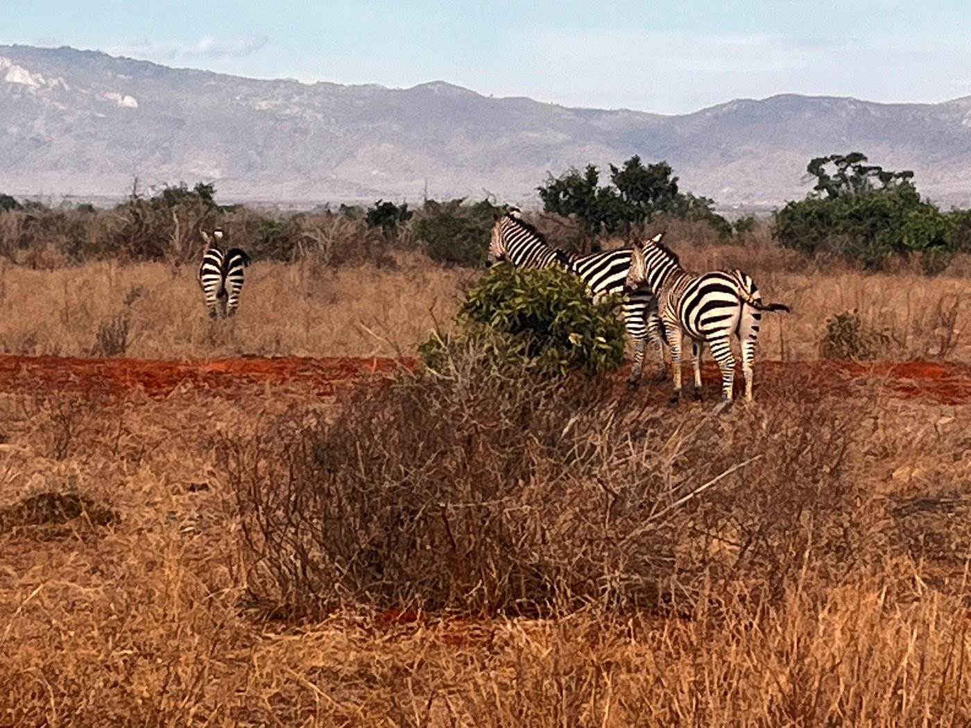 8 Days Coast Exploration: Tsavo West National Park- Tsavo East National Park - Diani Beach