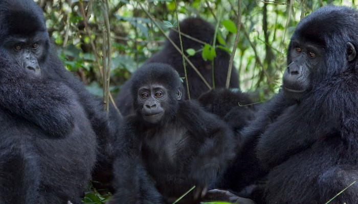 5 Days 4 Nights in Search of The Shoebill Stork and Gorillas