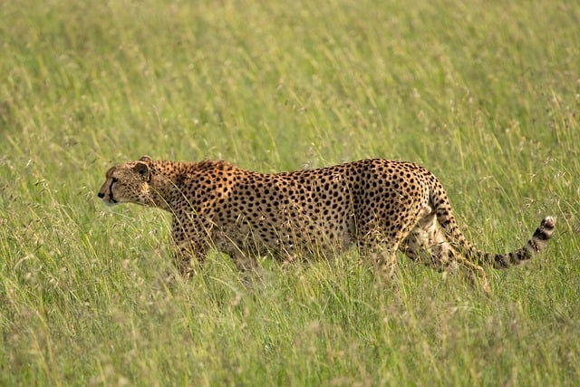 6 Day Mara, Nakuru, Amboseli Luxury Kenyan Safari