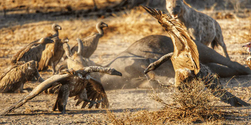 1-Day Shared Safari to Nyerere NP Flying from Zanzibar