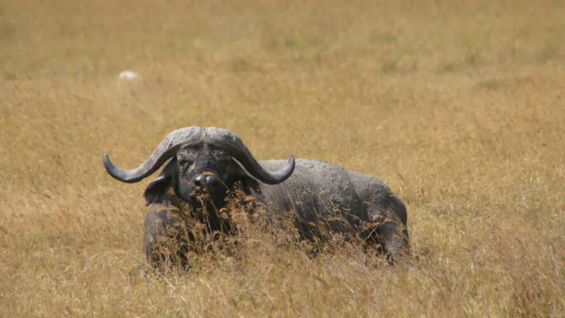 4- Days Serengeti Safari Fly in, Fly out Safari