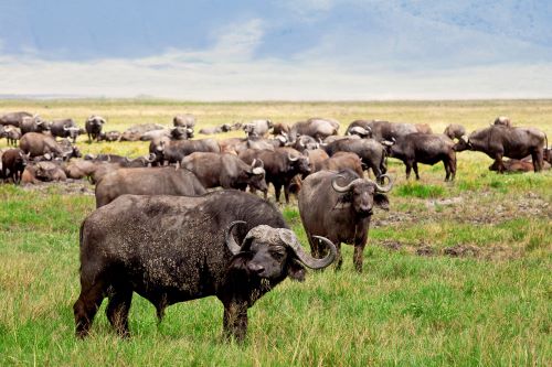 8-Day The Ultimate Safari: Explore the Great Migration