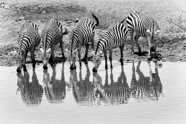 6 Day Mara, Nakuru, Amboseli Luxury Kenyan Safari