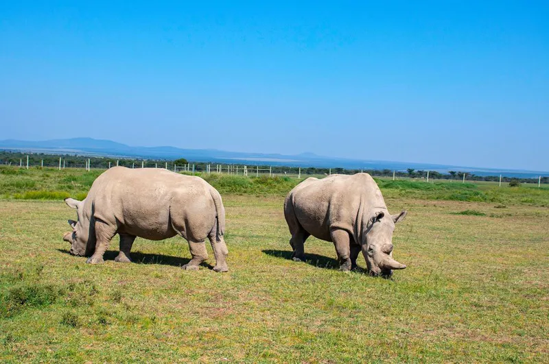 3 Days Aberdares and Olpajeta Conservancy