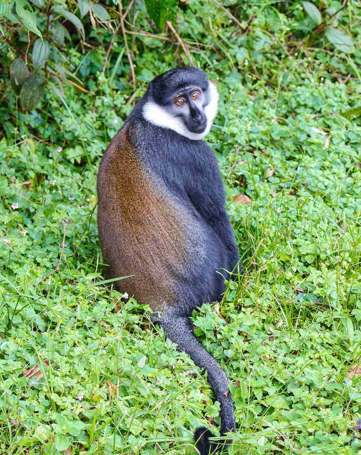 3-Day Rwanda's Ultimate Wildlife & Scenic Adventure - Kingfisher Journeys - Safarigo