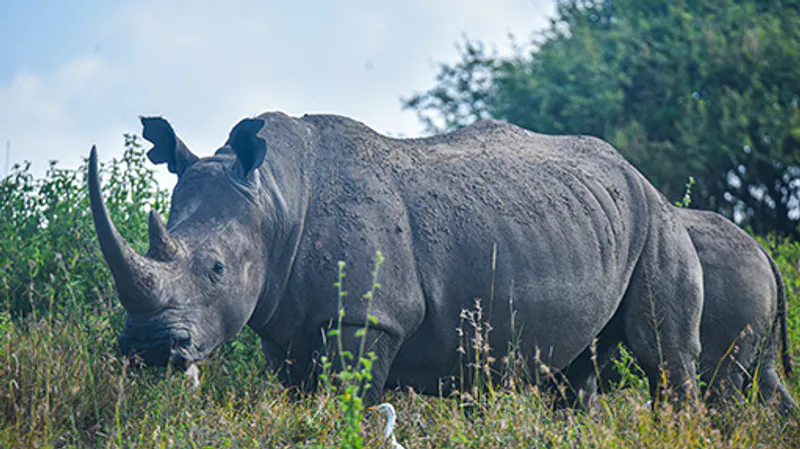 18 DAYS TANZANIA, KENYA & ZANZIBAR SAFARI