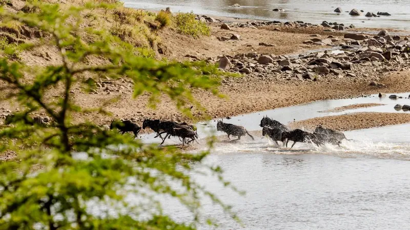 5-Day Ngorongoro Crater and Northern Serengeti Great Migration Safari