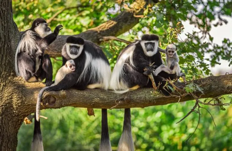 5-Day Rwanda Primate Adventure Safari