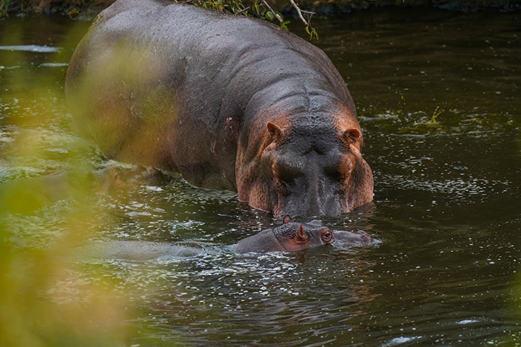 5-Day Mid Range Best of Tanzania - Lion King Adventures - Safarigo