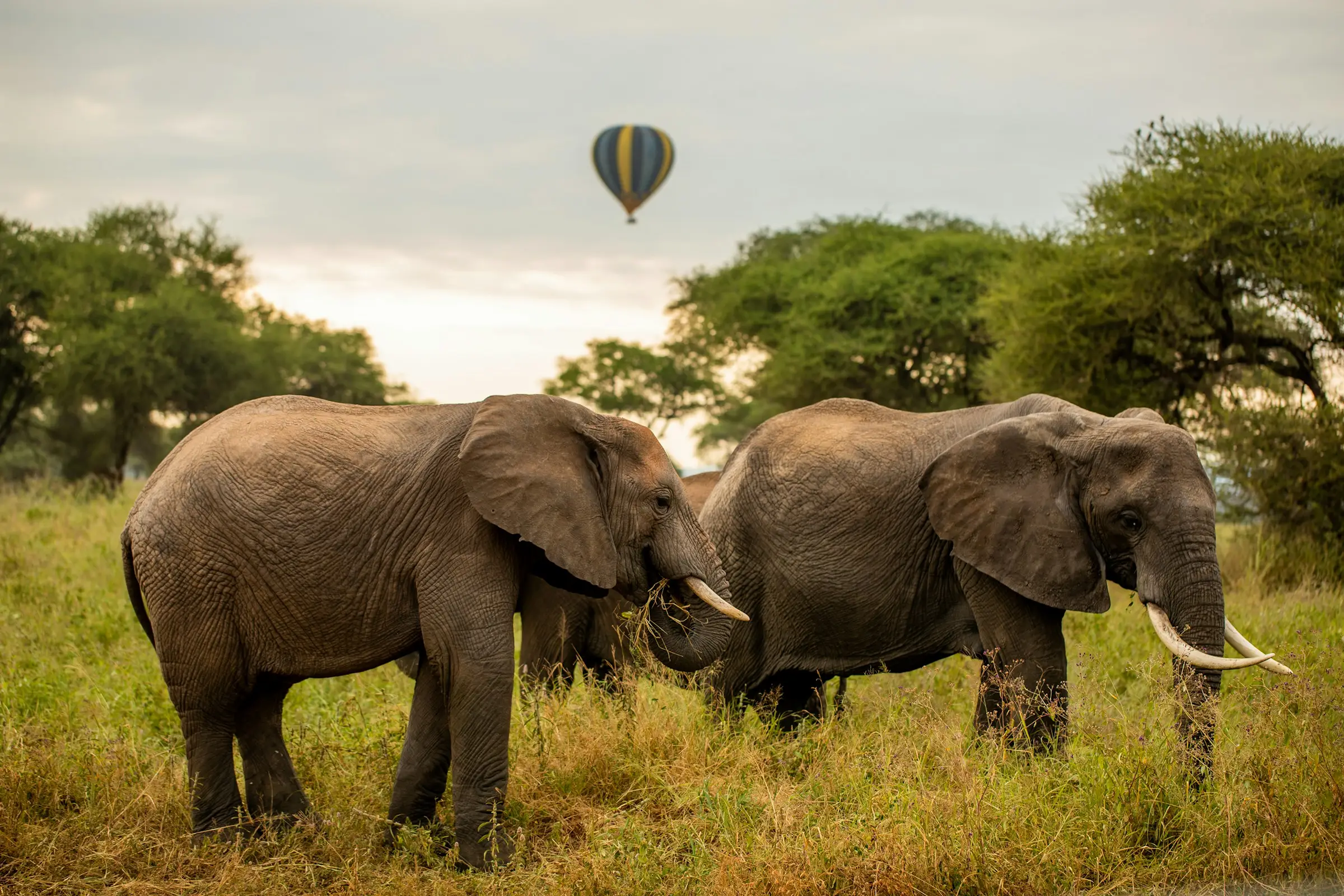 5-Day Luxury Tanzania Safari & Cultural Experience