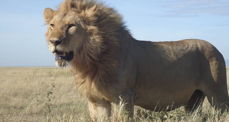 5-Days Honeymoon Safari in Tanzania