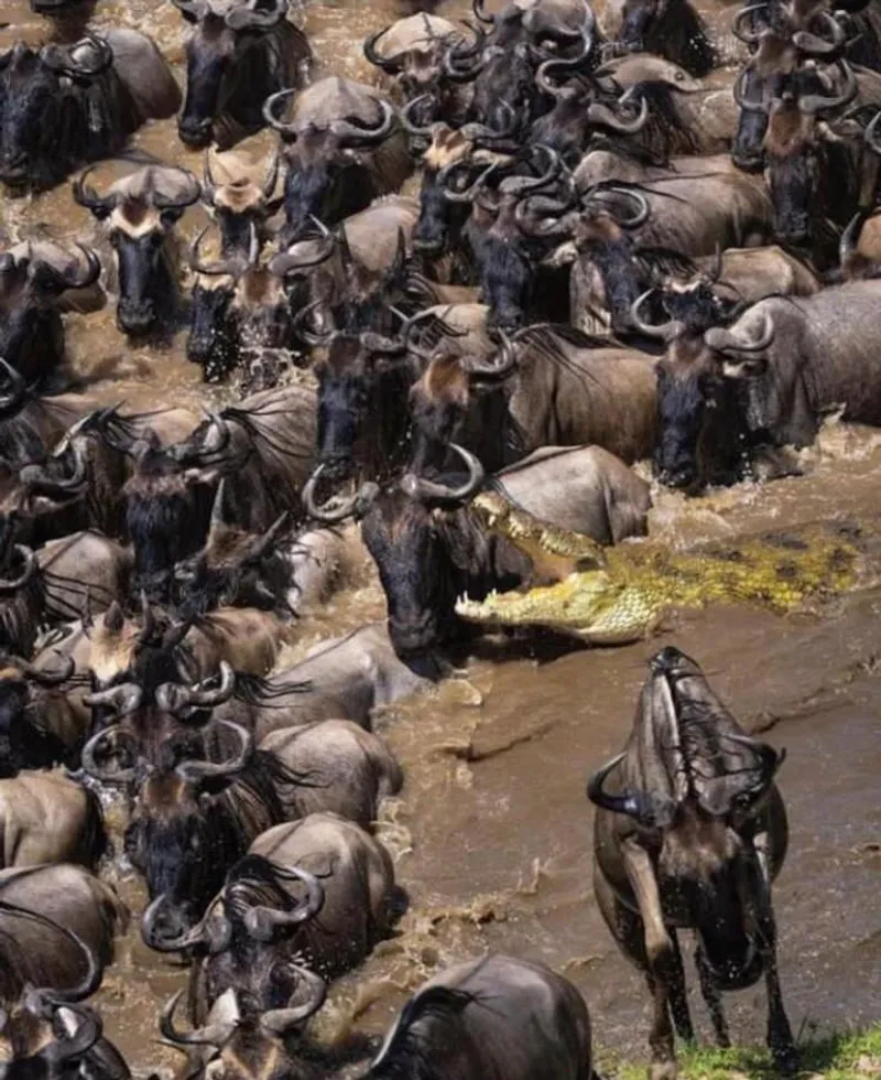 8 Day Wildebeest Migration Safari