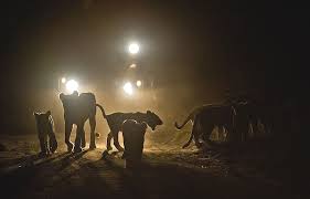 4-Day Sirval Luxury Safari