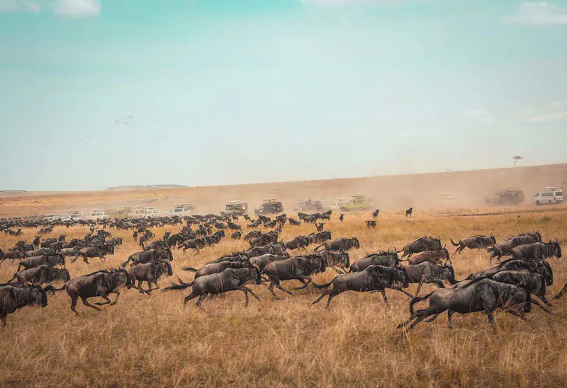 10-Day Kenya Masai Mara Migration  Wildlife Zanzibar Beach Holiday