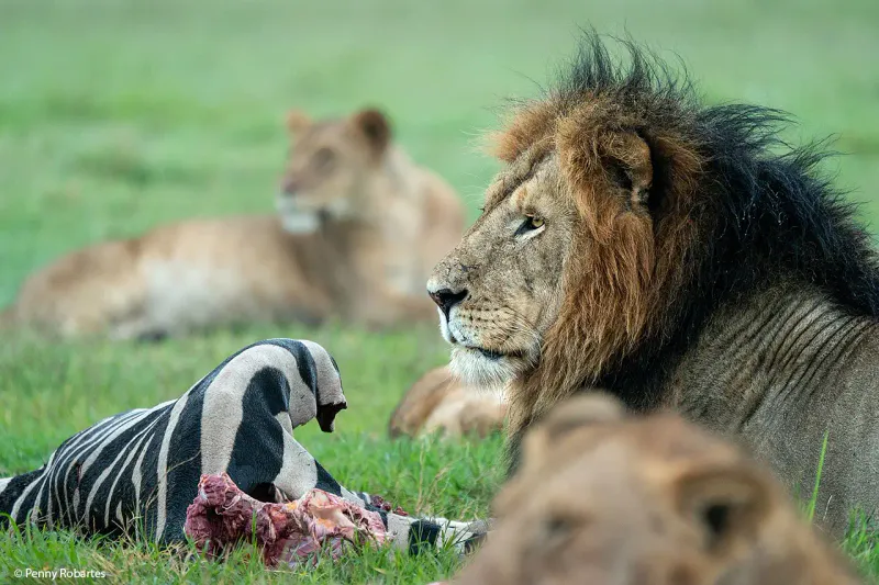 6 Days Iconic Kenya Safari