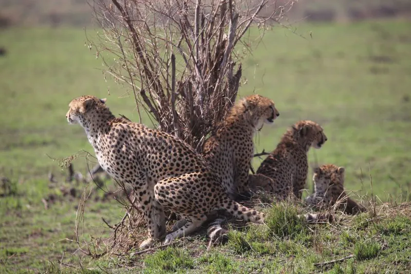 5 Days Masai Mara, Lake Nakuru & Amboseli Private Lodge Safari