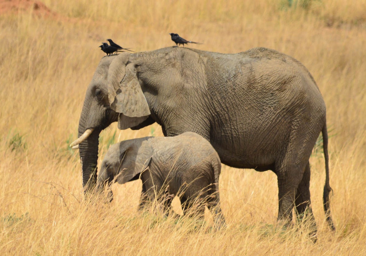 6-Day Gorillas, Chimpanzee, and Wildlife Safari