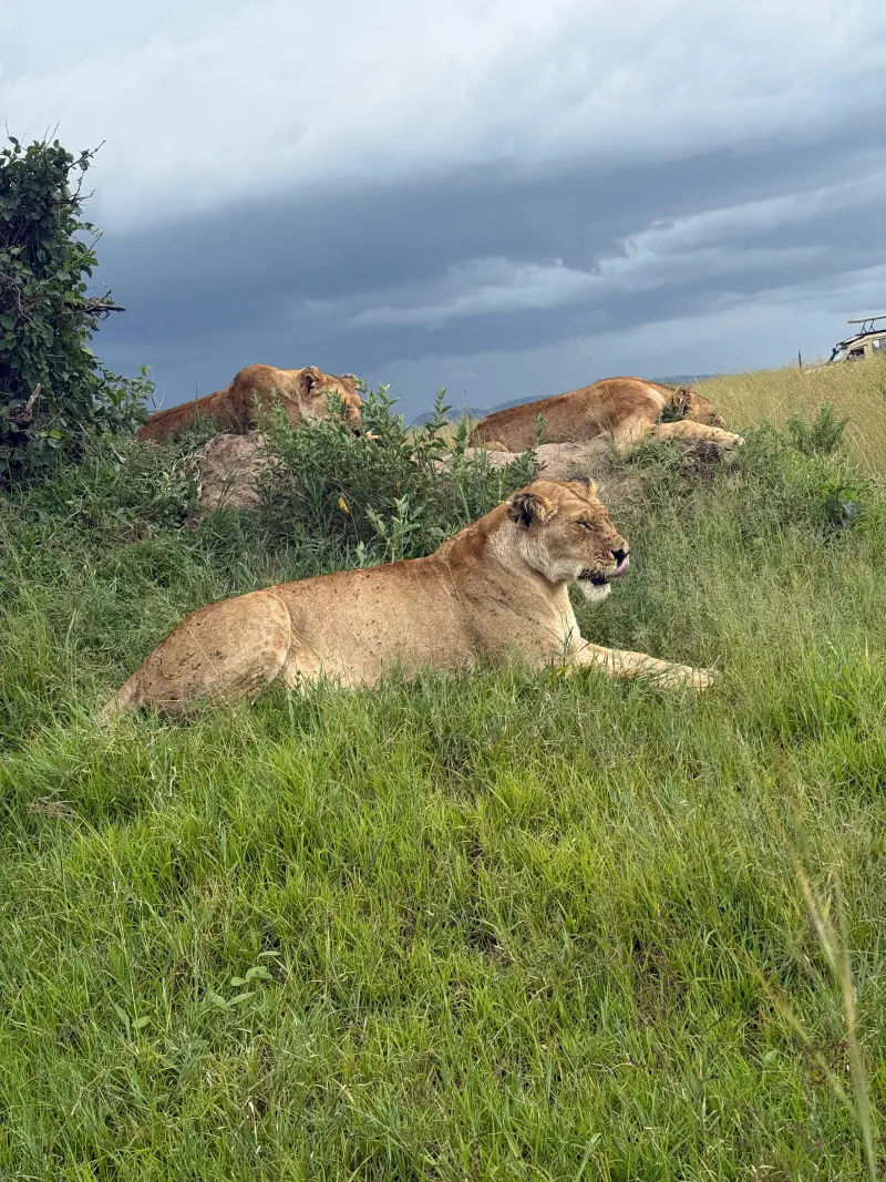 3 - Days Masai Mara Migration Tour