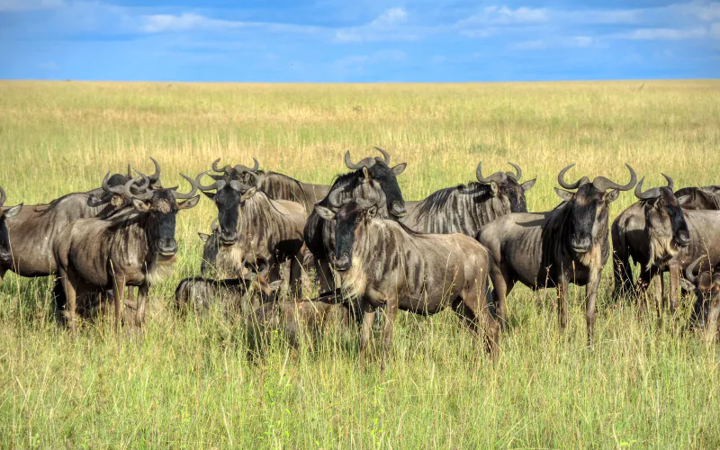 7 Days Full Circuit Tanzania Migration Safari Adventure