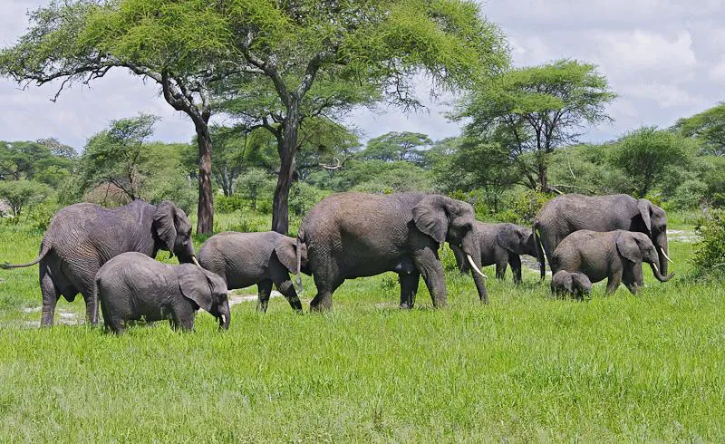 9-Day Amboseli, Lake Nakuru, Masai Mara NR, Serengeti, Ngorongoro Crater and Maasai Village Mid-Range Wildlife Safari