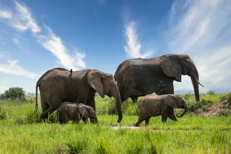 3-DAY MURCHISON FALLS LUXURY TOUR