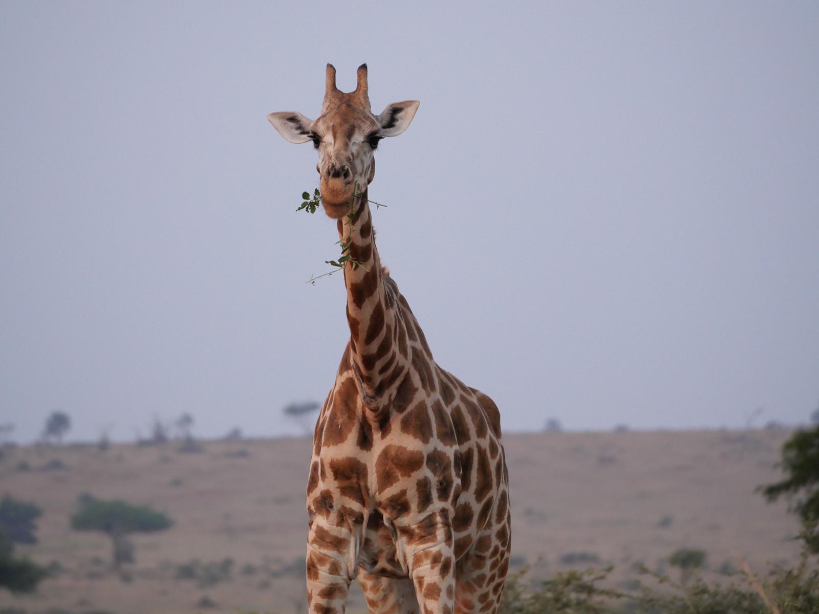 15 -Day Uganda Wildlife & Activity Holiday
