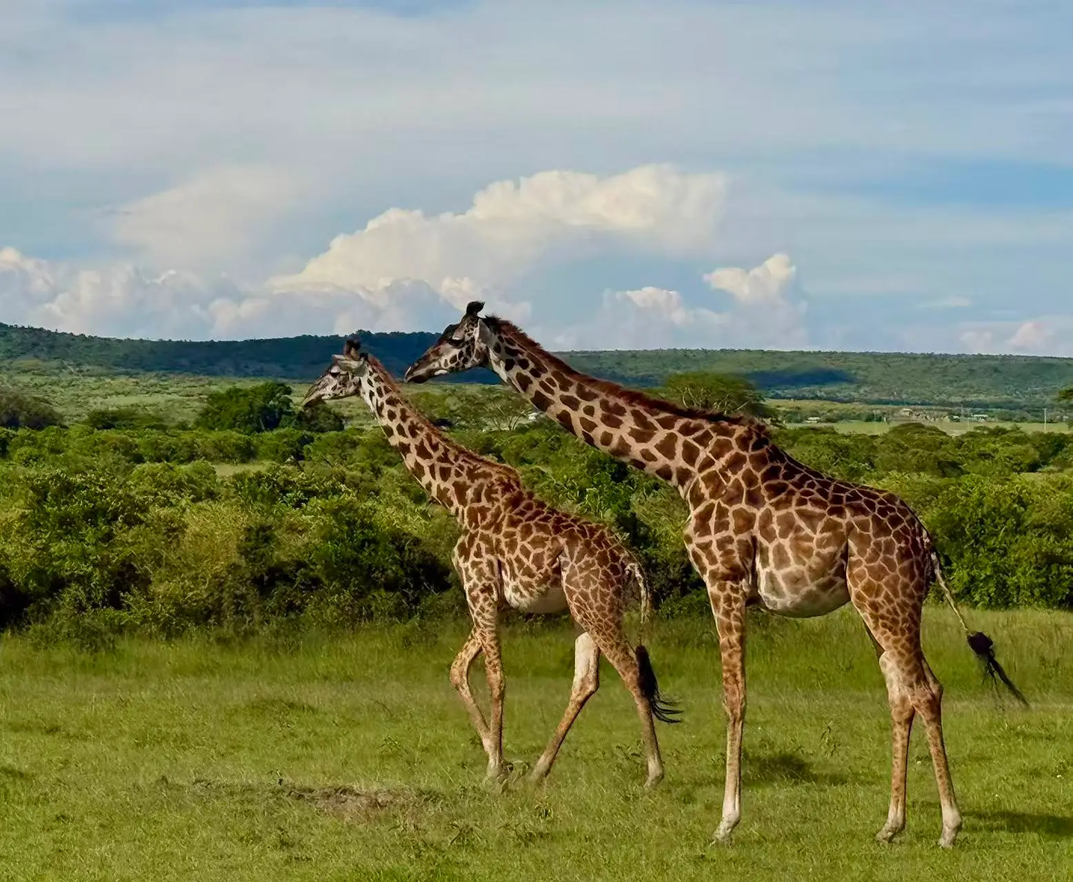 6 DAYS KENYA GROUP LODGE SAFARI - 2 ENTRIES IN MASAI MARA