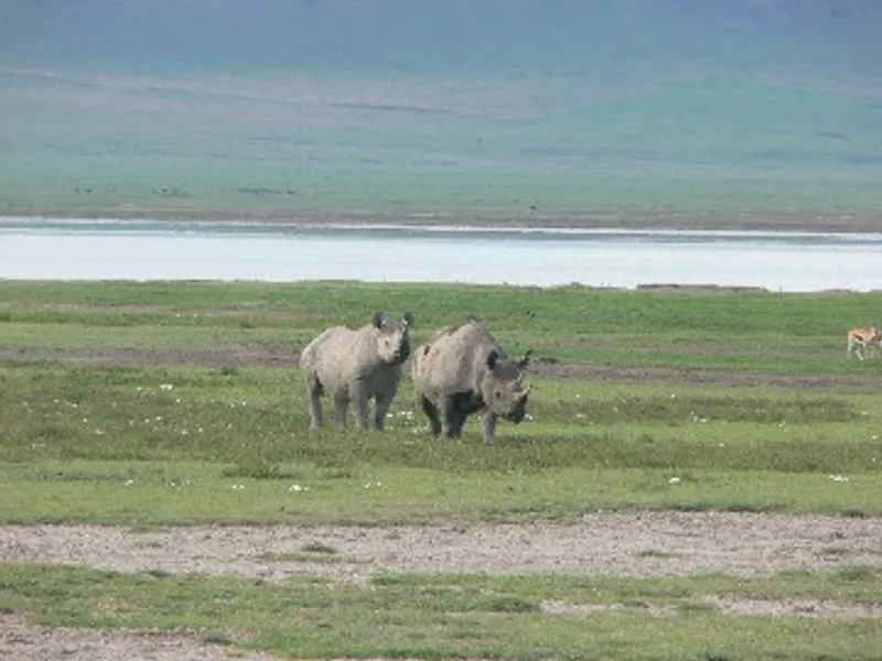 Ngorongoro Crater Day Trip Game Drive from Arusha or Moshi