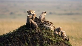 6 Days Ngorongoro Crater-Serengeti-Masai Mara Budget Safari - African Home Adventure Safaris - Safarigo