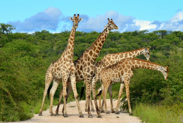 4-Day Fly-In, Fly-Out Safari