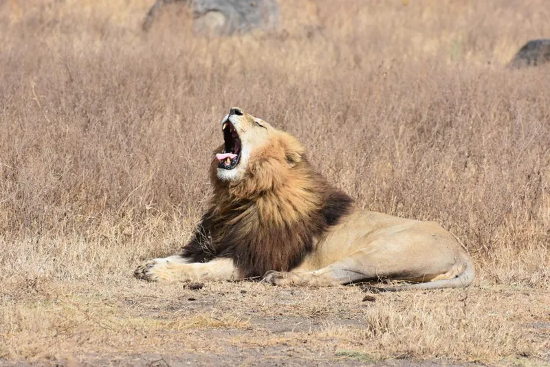 7Days unforgetable safari adventure