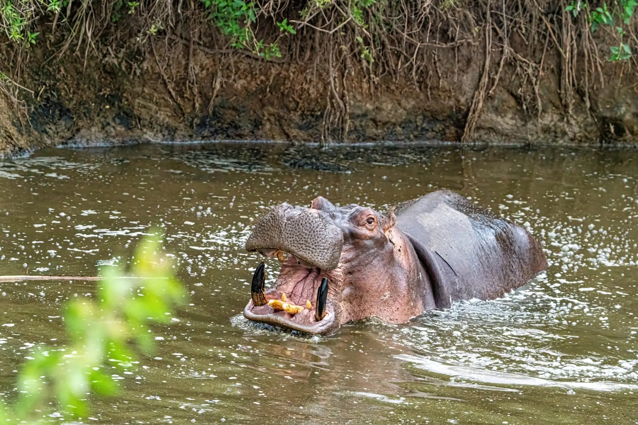 Safari to Beach Expedition – 12 Days Kenya, Tanzania & Zanzibar