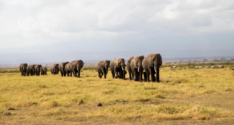 7-Day Amboseli, Rift Valley Lakes & Masai Mara Safari