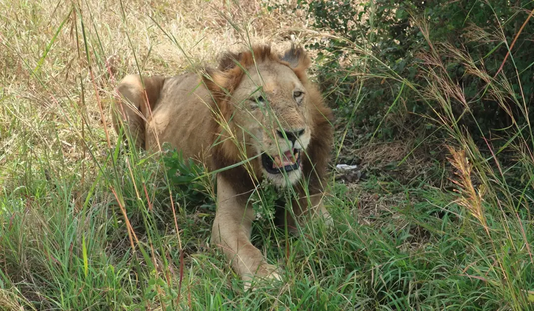 Mikumi National Park Day Trip by SGR Train.