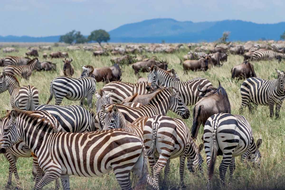6 - Day Migration Tour Serengeti Migration , Ngorongoro and Tarangire Midrange accommodation