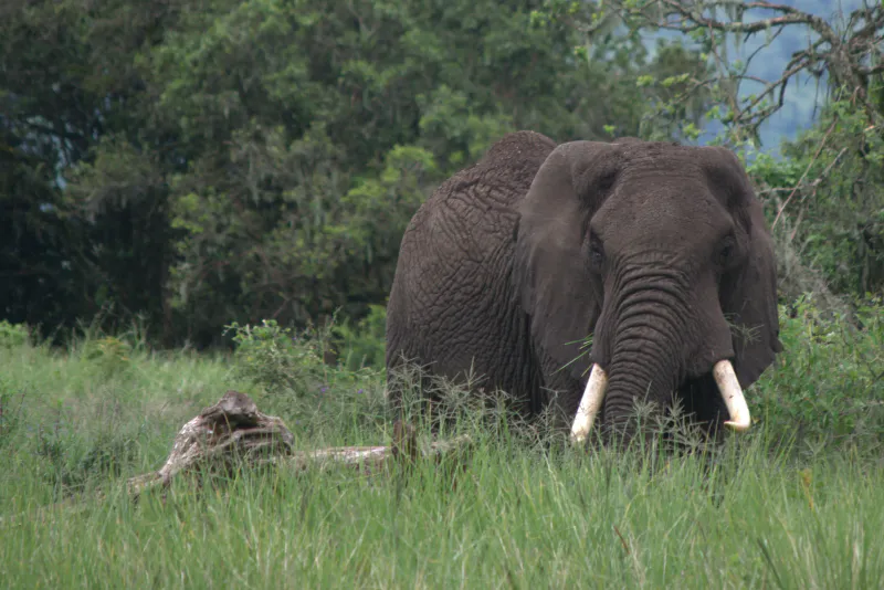 4-Day Luxury Northern Tanzania Safari: Tarangire, Serengeti & Ngorongoro