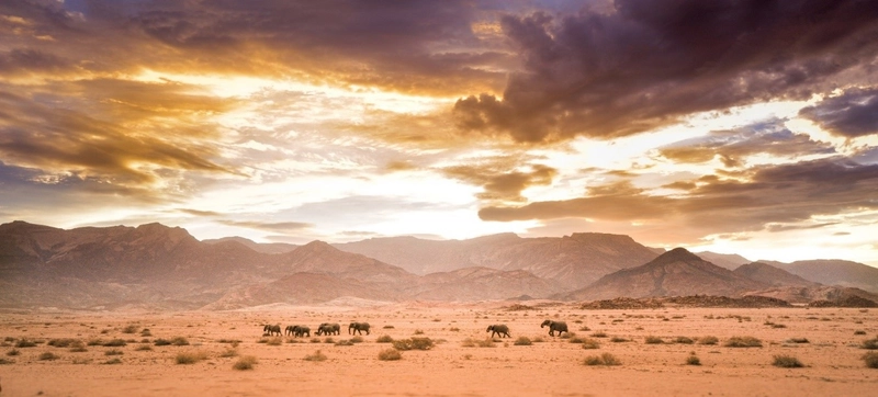 Walking for Elephants Desert Trek