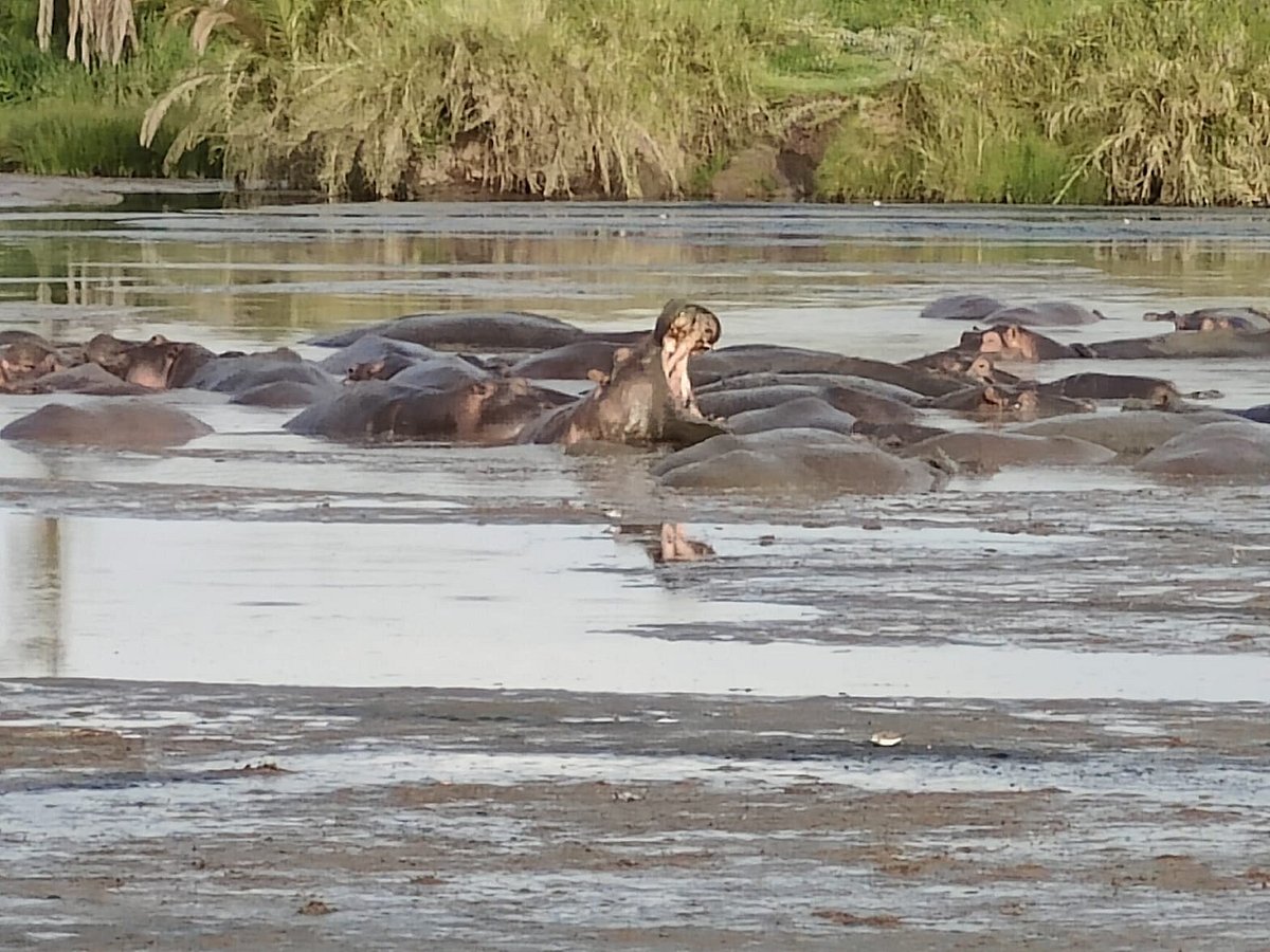 4- Day Tanzania Big 5 Safari