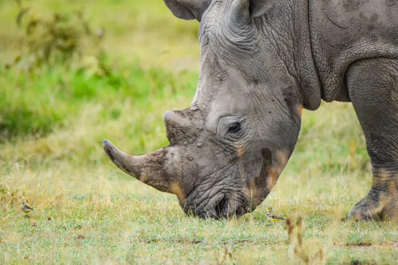 6-Day Amboseli, L. Naivasha, L Nakuru, Masai Mara Midrange Safari